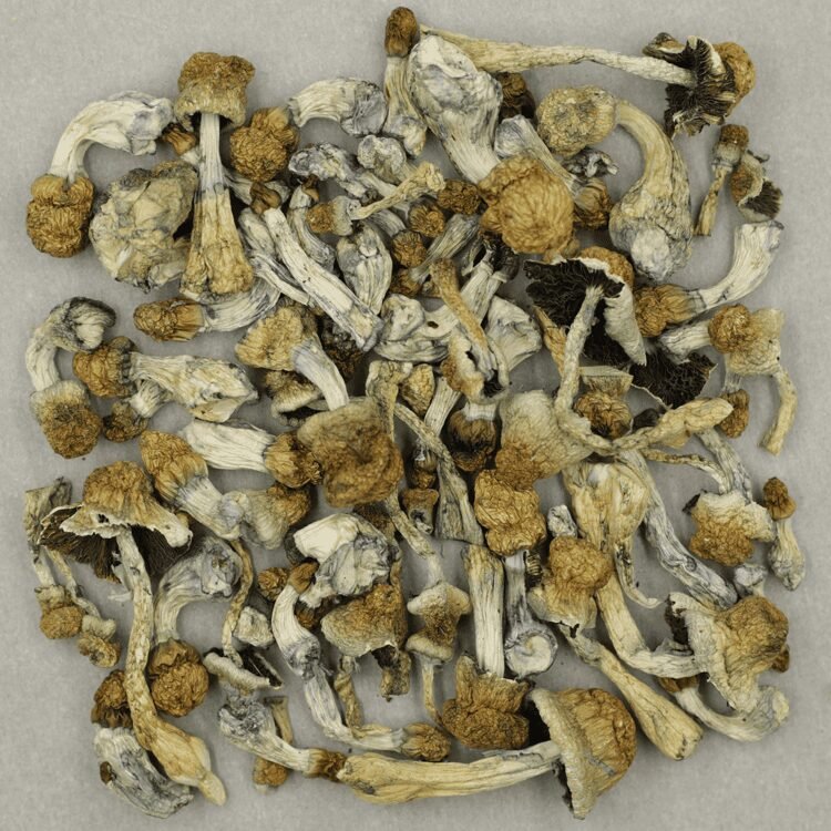 Yellow Umbo - Image 2