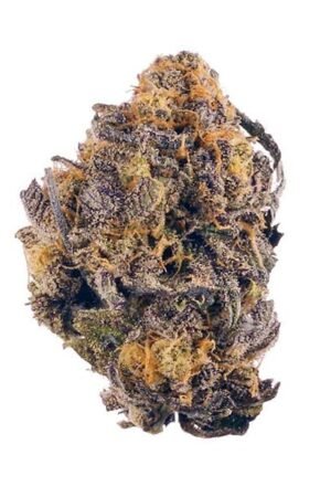 Buy Purple Queen Online